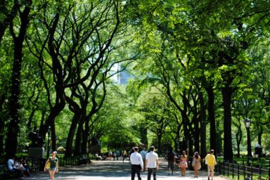 science, botany, conservation, trees, Dutch Elm disease, boosting resistance