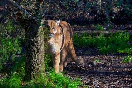 nature, biodiversity, U.S. West, ecosystems, mountain lions, deer-vehicle crash decline, new study