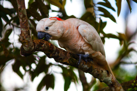 cience, biodiversity, wildlife conservation, endangered species, Indonesia, salmon-crested cockatoo