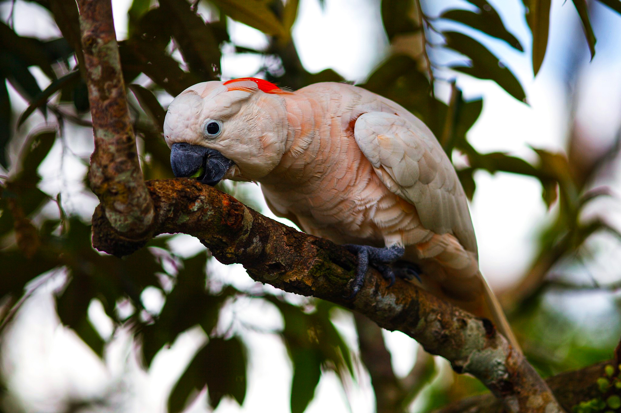 cience, biodiversity, wildlife conservation, endangered species, Indonesia, salmon-crested cockatoo