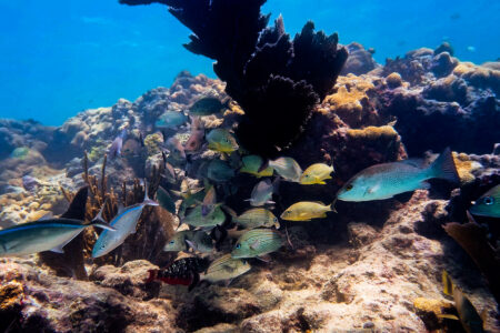 Science, environment, oceans, marine life, protection, Florida, coastal corridor initiative