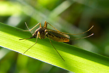Science, health, West Nile virus, mosquitoes, NYC, confirmed case, safety precautions
