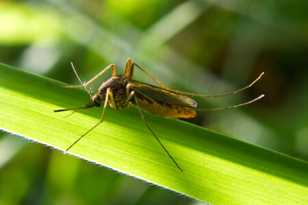 Science, health, West Nile virus, mosquitoes, NYC, confirmed case, safety precautions