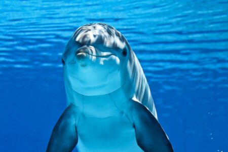climate crisis, biodiversity, conservation, warming oceans, whales, decoding sounds