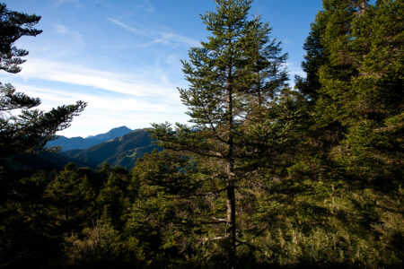 science, nature, carbon-rich ecosystems, discovery, ancient Taiwan forests, giant firs