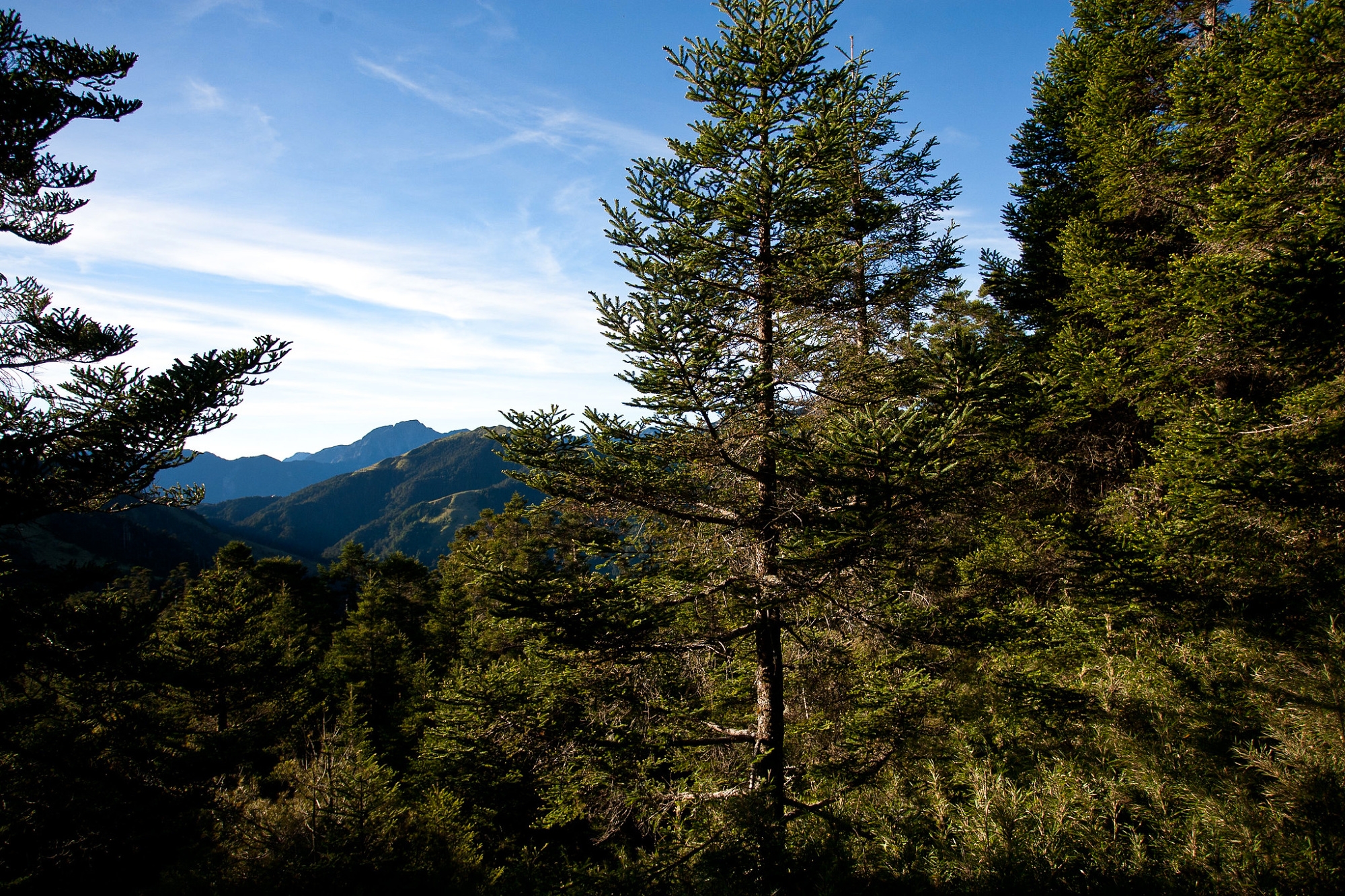 science, nature, carbon-rich ecosystems, discovery, ancient Taiwan forests, giant firs