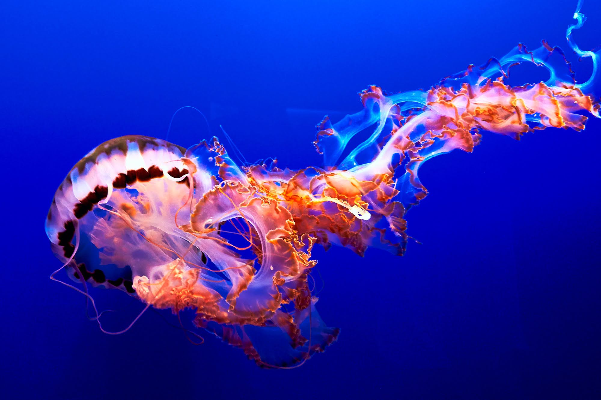 science, nature, biodiversity, marine life, jellyfish, mortality, unique ability