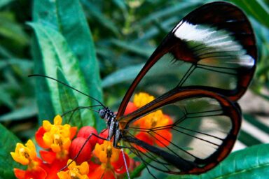 Science, nature, insects, butterflies, predators. razzle-dazzle defense