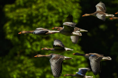 Science, nature, biodiversity, conservation, birds, fall migration, lights, shutoff request
