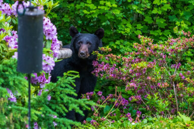 science, biodiversity, wild animals, Los Angeles, black bears, community creep, coexistence