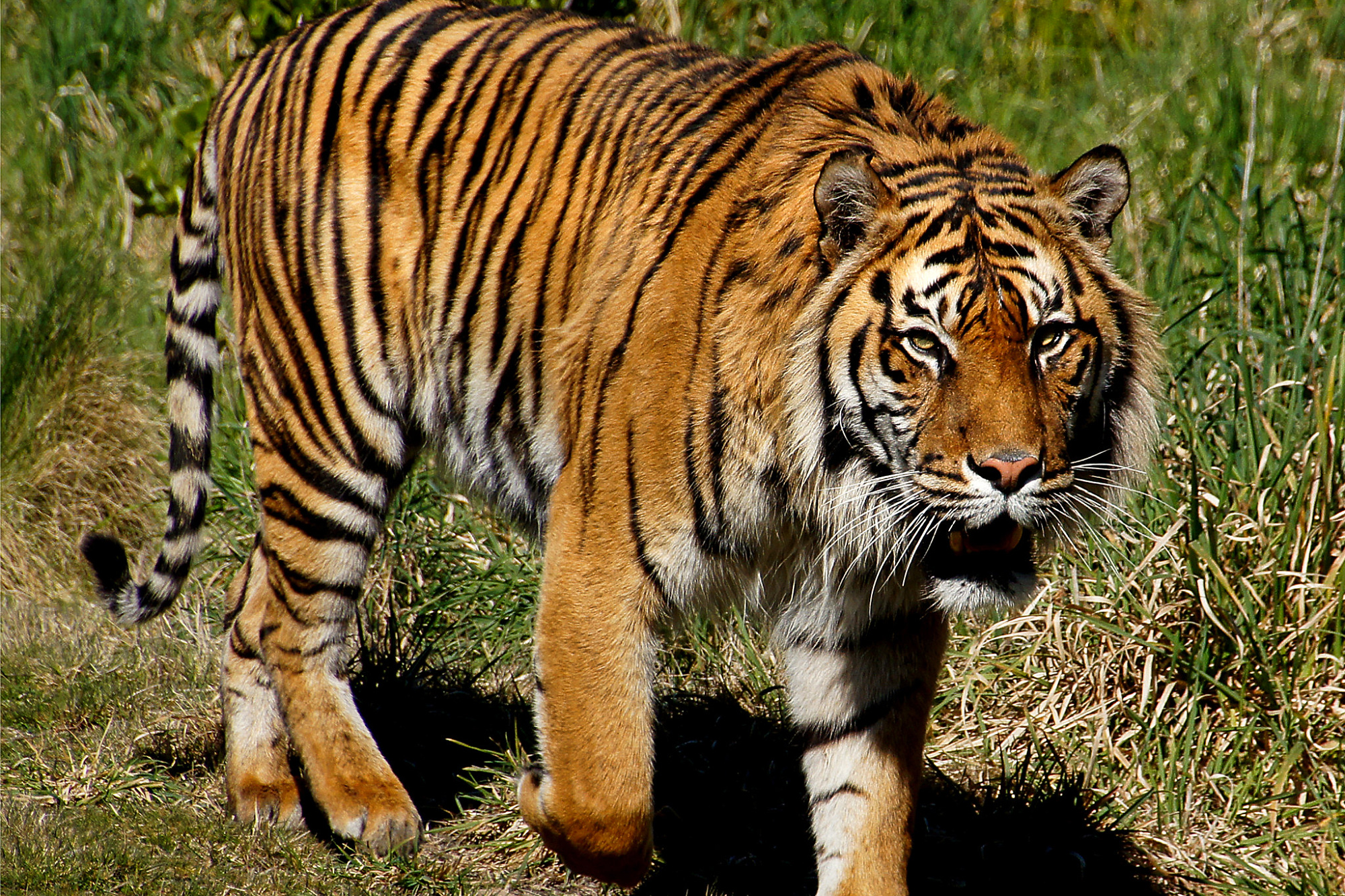Science, biodiversity, critically endangered species, Sumatran tiger cubs, Greece