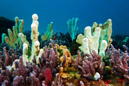Science, biodiversity, marine life, Alaska, discovery, new sponge species