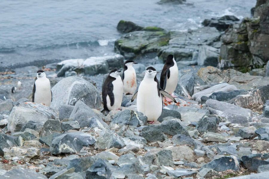 Chinstrap Penguin, Half Moon Island, Antarctica