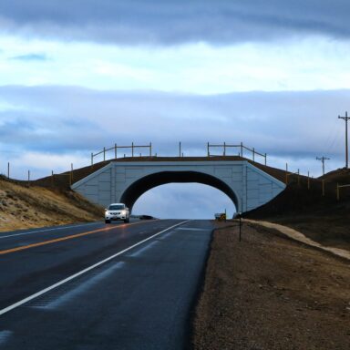 Science, biodiversity, wildlife conservation, Colorado overpass. collisions reduced by 91%