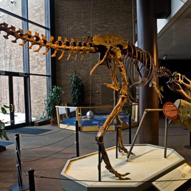 science, biology, dinosaurs, T. rex, cousin, Nanotryannus, NYC, rare fossil