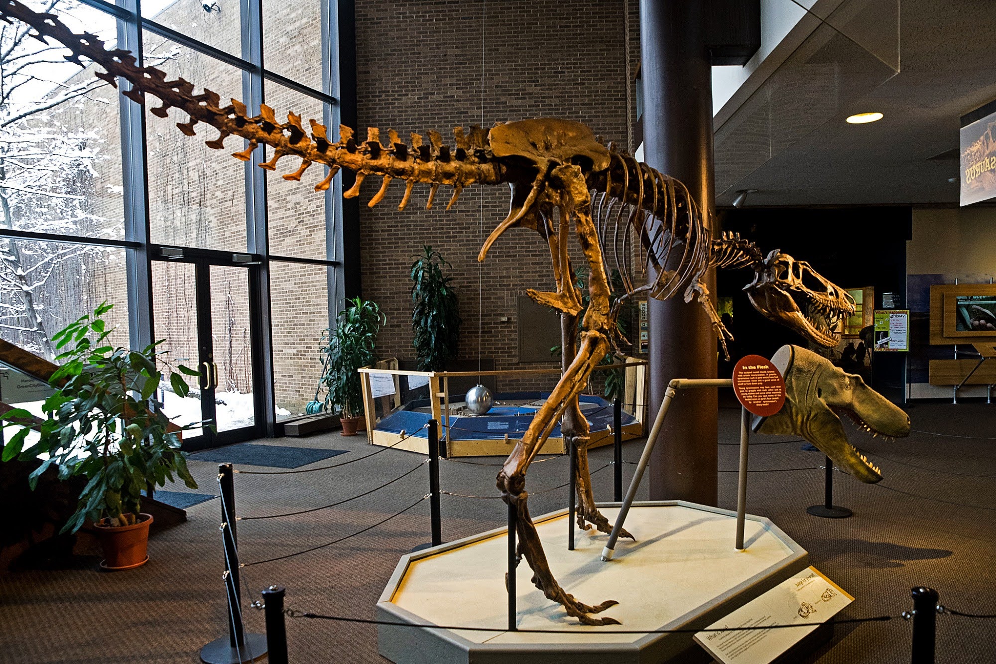 science, biology, dinosaurs, T. rex, cousin, Nanotryannus, NYC, rare fossil