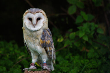 Rare Family of Barn Owls Moves In, Captivates NYC Science, biodiversity, birds, barn owls, new NYC family