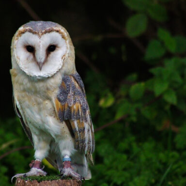 Science, biodiversity, birds, barn owls, new NYC family