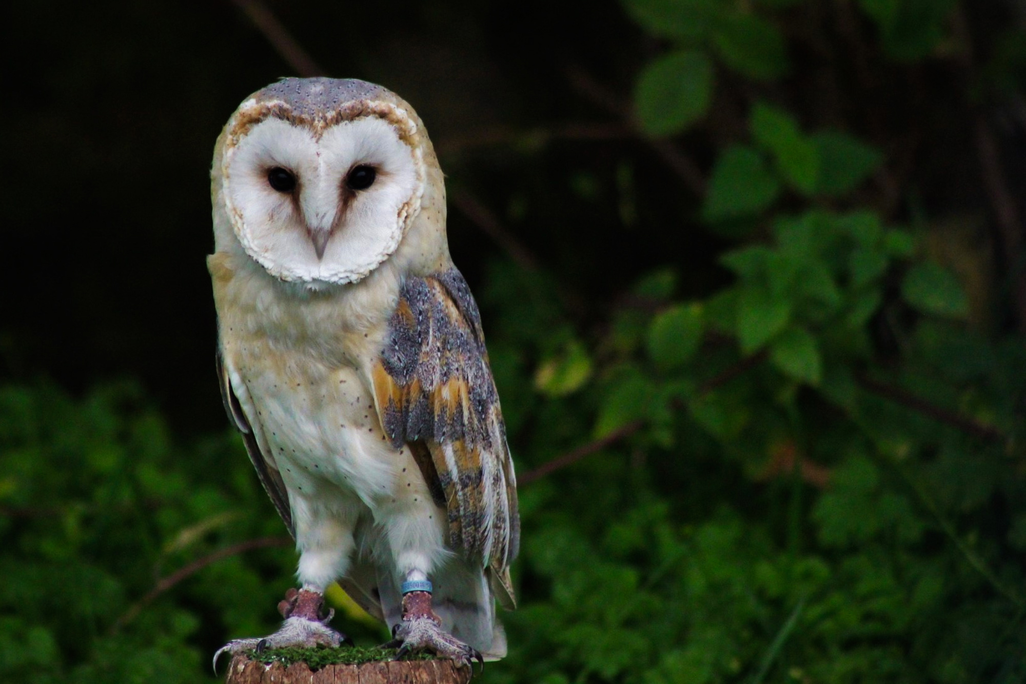 Science, biodiversity, birds, barn owls, new NYC family