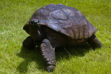 Science, biodiversity, oldest land animal, Jonathan the giant tortoise, DNA, genome study