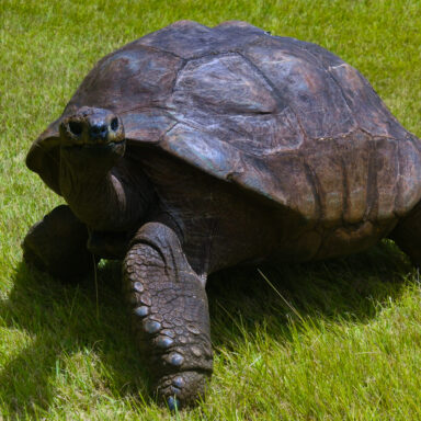 Science, biodiversity, oldest land animal, Jonathan the giant tortoise, DNA, genome study