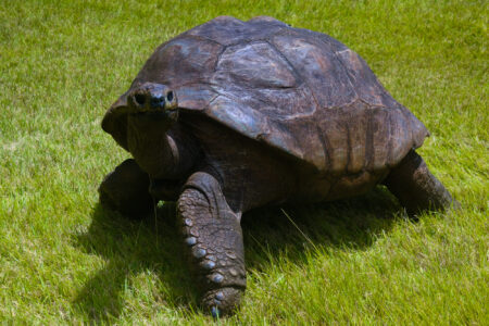 Science, biodiversity, oldest land animal, Jonathan the giant tortoise, DNA, genome study