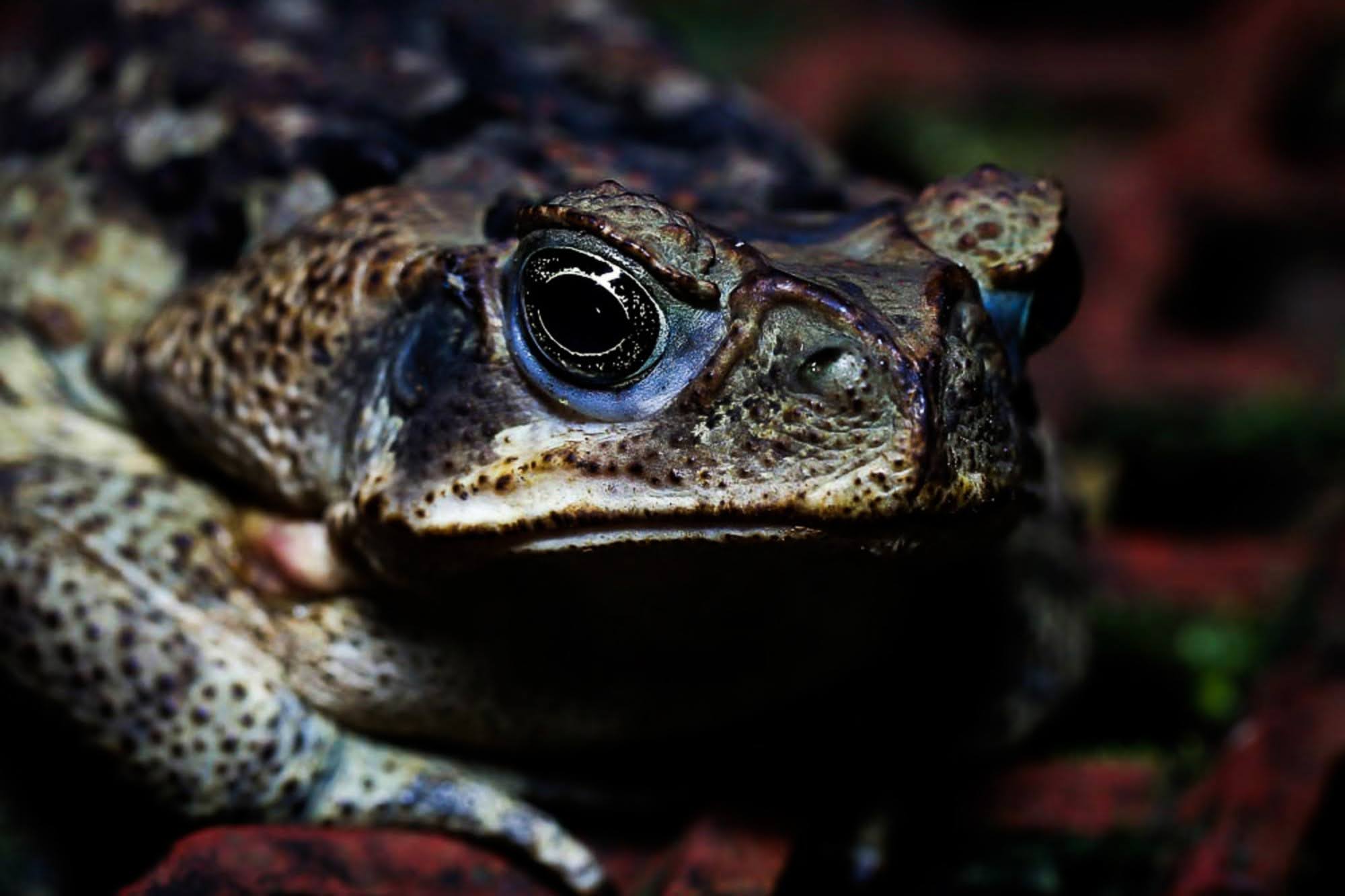 Science, ocean news, biodiversity, fossil evidence of first fully marine amphibian